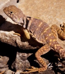 Natur - Leopardgecko